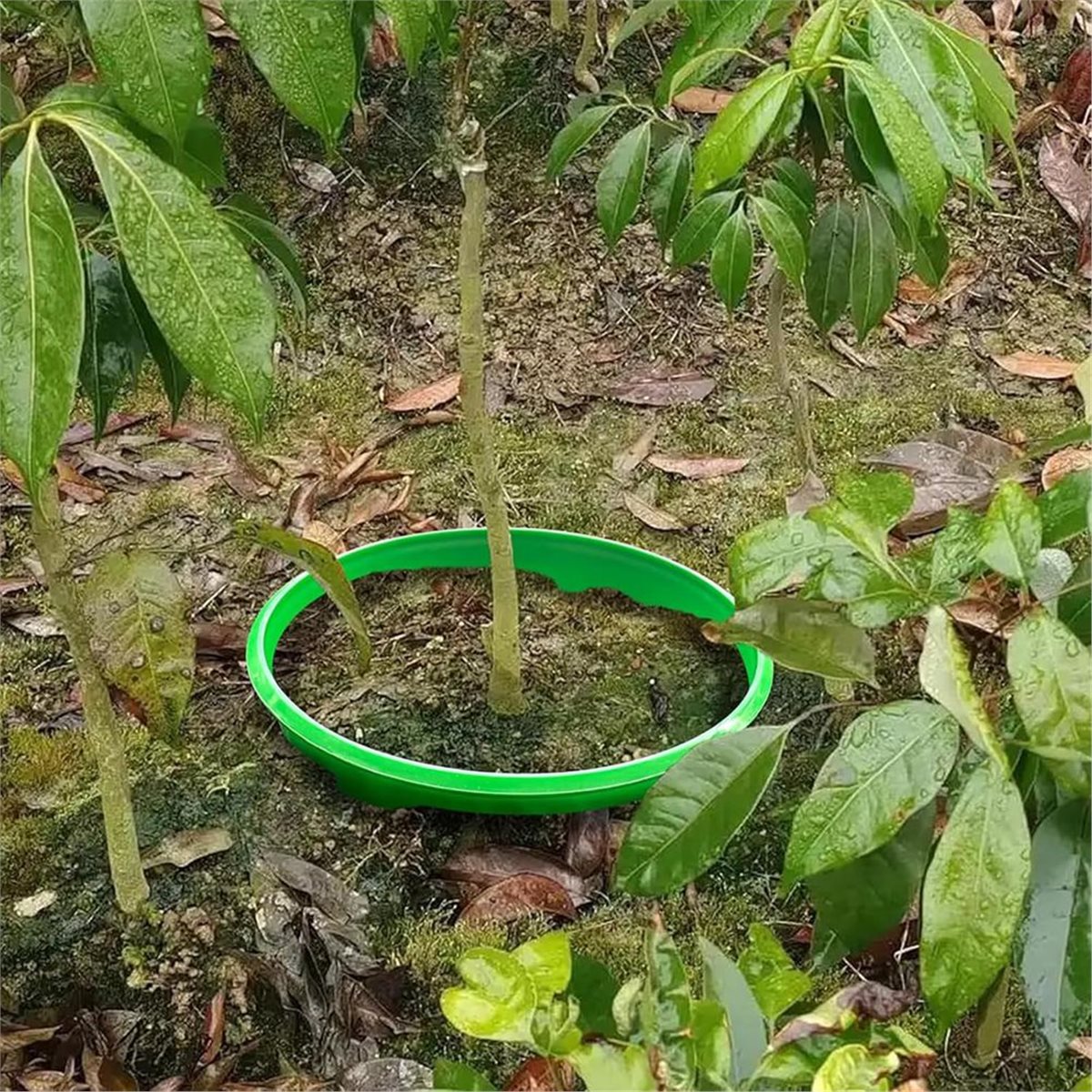 대폭 할인! 뿌리 급수 및 잡초 제거를 위한 4개의 식 - Gardening Tools Big 리뷰 및 가격